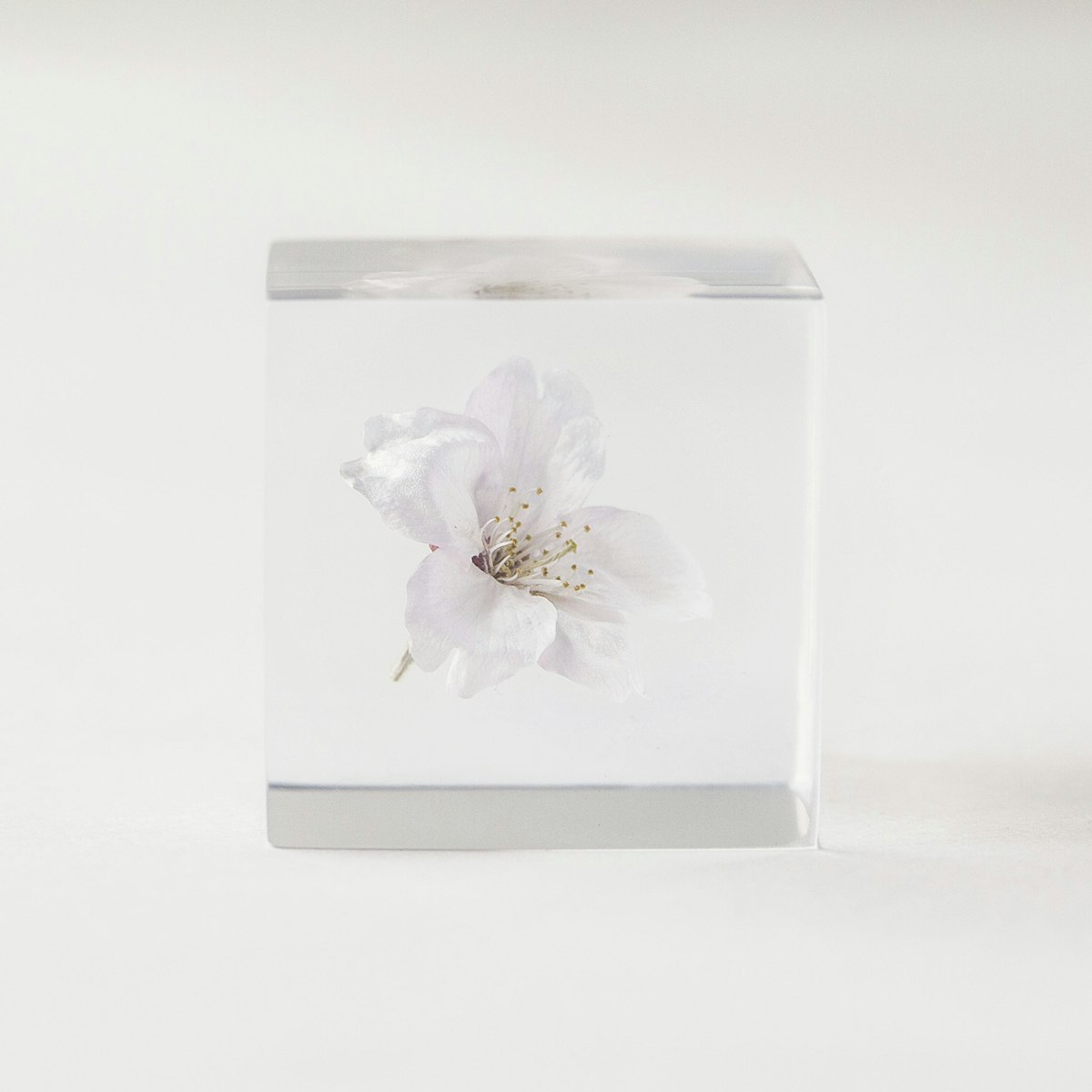 Sola cube/ソメイヨシノ