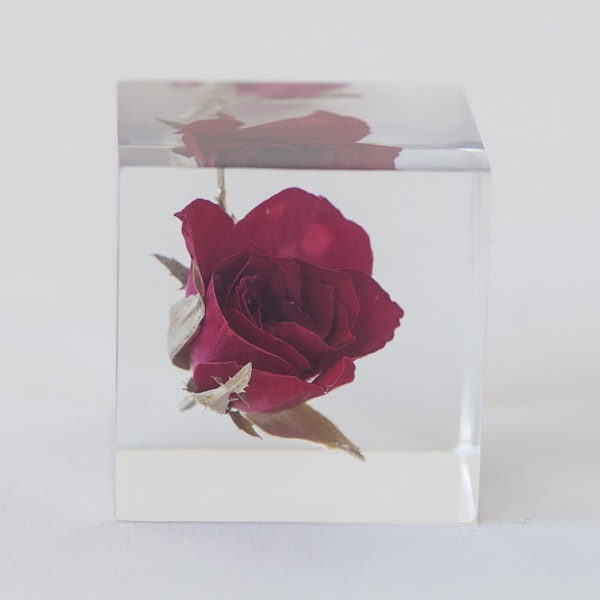 Sola cube/バラ -バラの一番美しい瞬間を閉じ込めて - スタイルストア